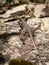 Brown rock lizard, lat. Lacerta saxicola with a broken tail on the stones