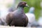 Brown rock pigeon columba livia in frontal view with a bright