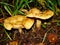 Brown Roll Rim, Poison Pax or Common Roll Rim Paxillus involutus poisonous mushroom in summer forest. Autumn weird mushroom