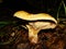 Brown Roll Rim, Poison Pax or Common Roll Rim Paxillus involutus poisonous mushroom in summer forest. Autumn weird mushroom