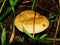 Brown Roll Rim, Poison Pax or Common Roll Rim Paxillus involutus poisonous mushroom in summer forest. Autumn weird mushroom