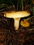 Brown Roll Rim, Poison Pax or Common Roll Rim Paxillus involutus poisonous mushroom in summer forest. Autumn weird mushroom