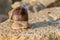 Brown Roman snail on a stone