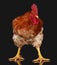 Brown rooster on black background, live chicken, one closeup farm animal