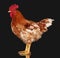 Brown rooster on black background, live chicken, one closeup farm animal
