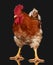 Brown rooster on black background, live chicken, one closeup farm animal