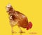 Brown rooster eat cereal grain on yellow background, live chicken, one closeup farm animal