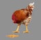 Brown rooster eat corn seed, gray background, live chicken, one closeup farm animal