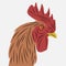 Brown rooster head vector looks strong with sharp eye highlights, suitable for logos