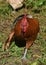 Brown Rooster with His Wing Partially Extended