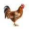 Brown Rooster Isolated on White Background - 3D Illustration