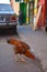 A brown rooster looking for scraps on the street, African family and old car in the background