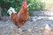 Brown rooster in a rustic yard in the sun