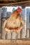 A brown rooster sits on a perch in a village barn