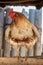 A brown rooster sits on a perch in a village barn