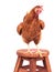 Brown rooster standing on wood desk and looking eyes contact iso