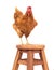 Brown rooster standing on wood desk and looking eyes contact iso