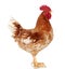 Brown rooster on white background, isolated object, live chicken, one closeup farm animal