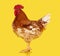 Brown rooster on yellow background, live chicken, one closeup farm animal