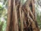 Brown roots, trunk of giant banyan tree