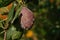 Brown rot (Monilinia fructicola) on a ripe plum on the tree, close-up, blurred background, copy space for text. Moldy