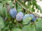 Brown rot (Monilinia fructicola) on a ripe plum on the tree. Moldy plum with fungal disease