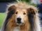 Brown rough collie portrait