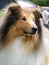 Brown rough collie portrait