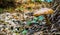 Brown round mushroom in the forest with woodchips on the ground nature forest background