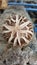 Brown round mushroom placed on a wooden table