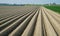 Brown rows of earth forming potatoe fields in Zeeland