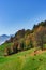 Brown rufous carroty cows on green grass pasturage, sunny autumn