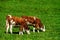 Brown rufous carroty cows on green grass pasturage, sunny autumn