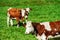 Brown rufous carroty cows on green grass pasturage, sunny autumn