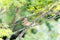 Brown rufous hornero bird perched on tree