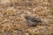 Brown-rumped Seedeater - Crithagra tristriata