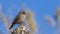 Brown-rumped Seedeater on Rock with Blue Sky