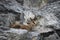 Brown Rupicapra chamois lying on rocks