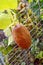 Brown Russian cucumber growing on wire netting