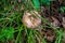 Brown russula hid under forest debris a