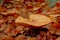 Brown russula mushroom on the forest floor