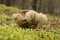 Brown russula mushrooms sprout from the moss