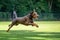 Brown and rust dobermann with natural ears and tail training for schutzhund, igp, ipo