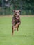 Brown and rust dobermann with natural ears and tail training for schutzhund, igp, ipo