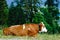 Brown rusty cow lies on a pasture in mountains