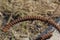 Brown rusty curved iron rebar in the street