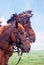 Brown saddled horses profiles