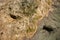 Brown salamander resting on a rock in the sun