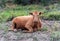 Brown salers cow sitting in the australian heat