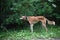 Brown saluki